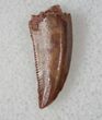 Quality Raptor Tooth From Morocco - #13232-1